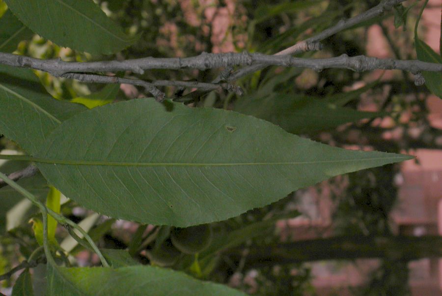 Rosaceae Prunus davidiana