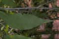 image of Prunus davidiana