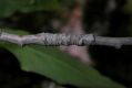 image of Prunus davidiana