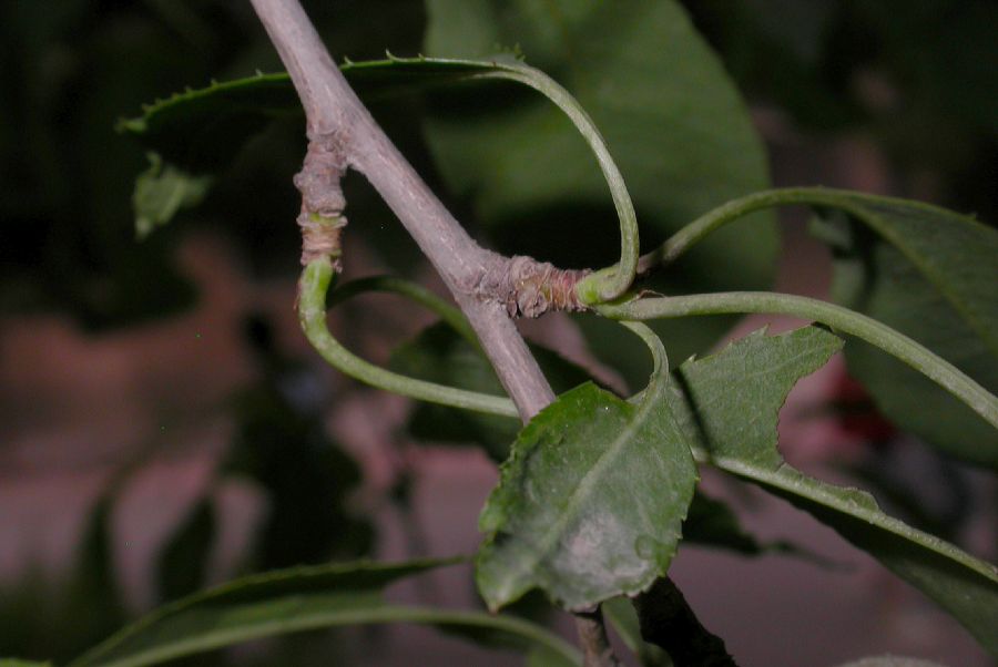 Rosaceae Prunus davidiana