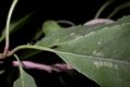 image of Prunus davidiana