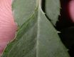image of Prunus davidiana