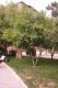 image of Prunus davidiana