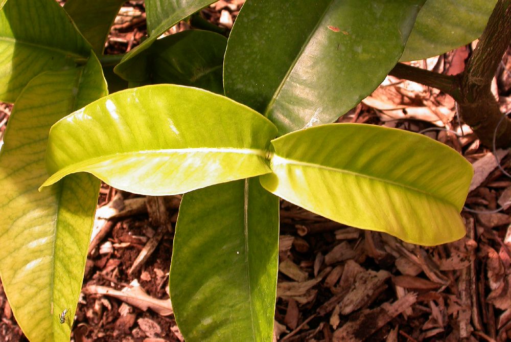 Clusiaceae Garcinia prainiana
