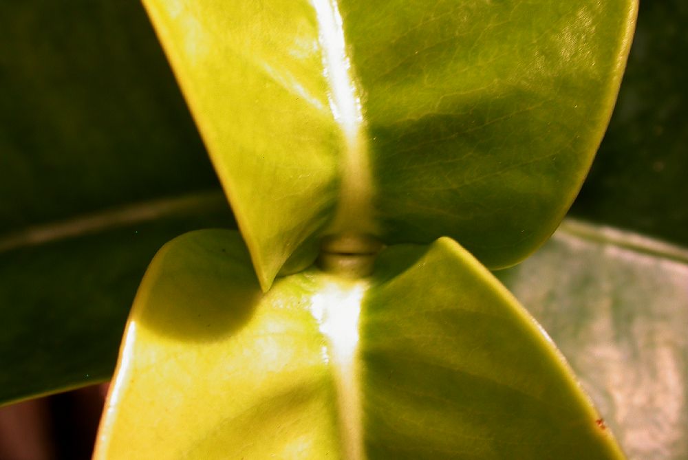 Clusiaceae Garcinia prainiana