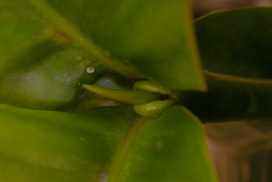Clusiaceae Garcinia prainiana