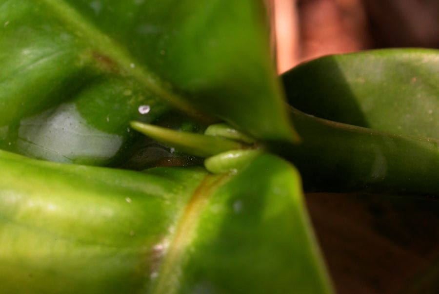 Clusiaceae Garcinia prainiana