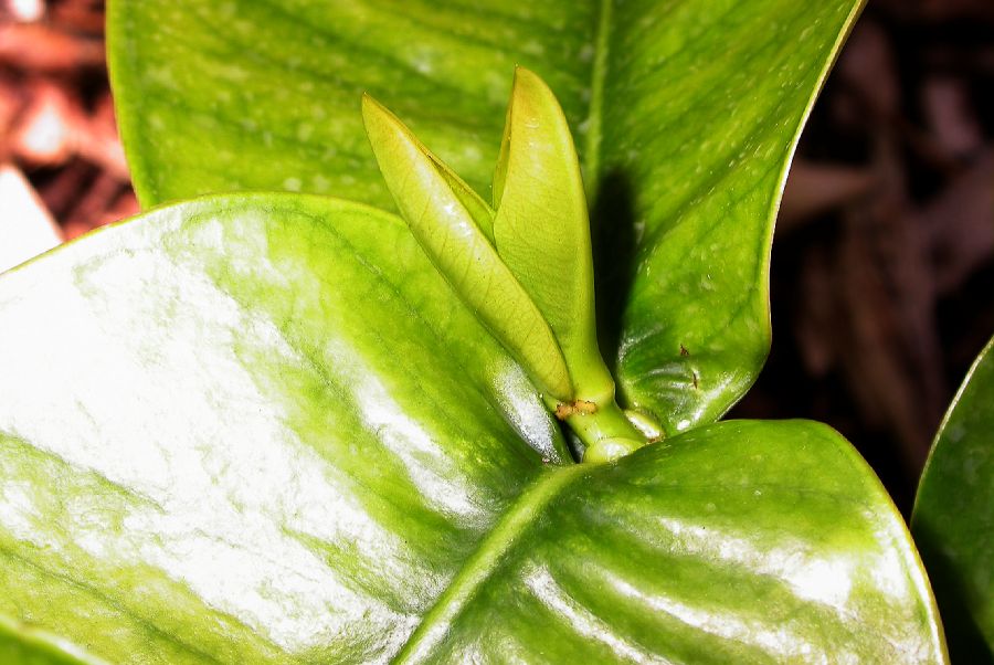 Clusiaceae Garcinia prainiana