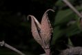 image of Forsythia suspensa