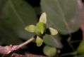 image of Forsythia suspensa