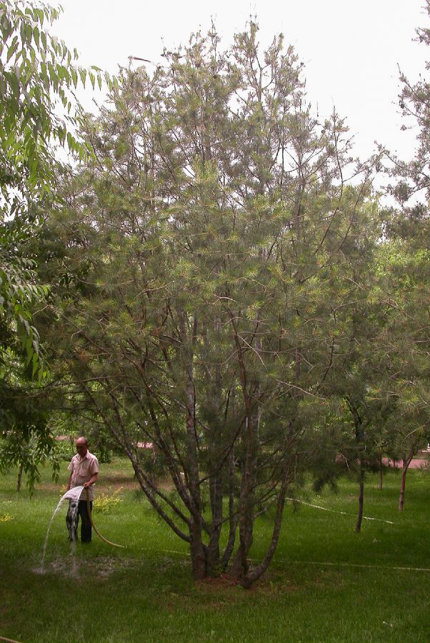 Pinaceae Pinus bungeana