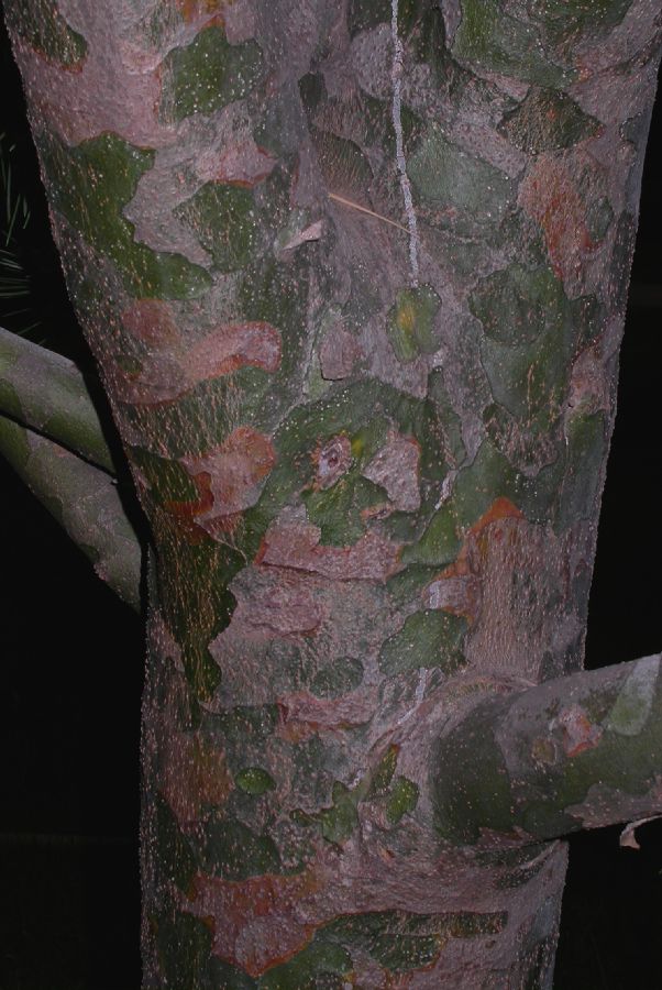Pinaceae Pinus bungeana