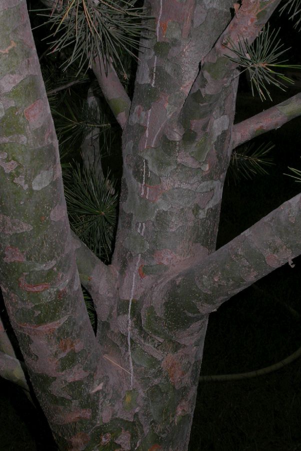 Pinaceae Pinus bungeana