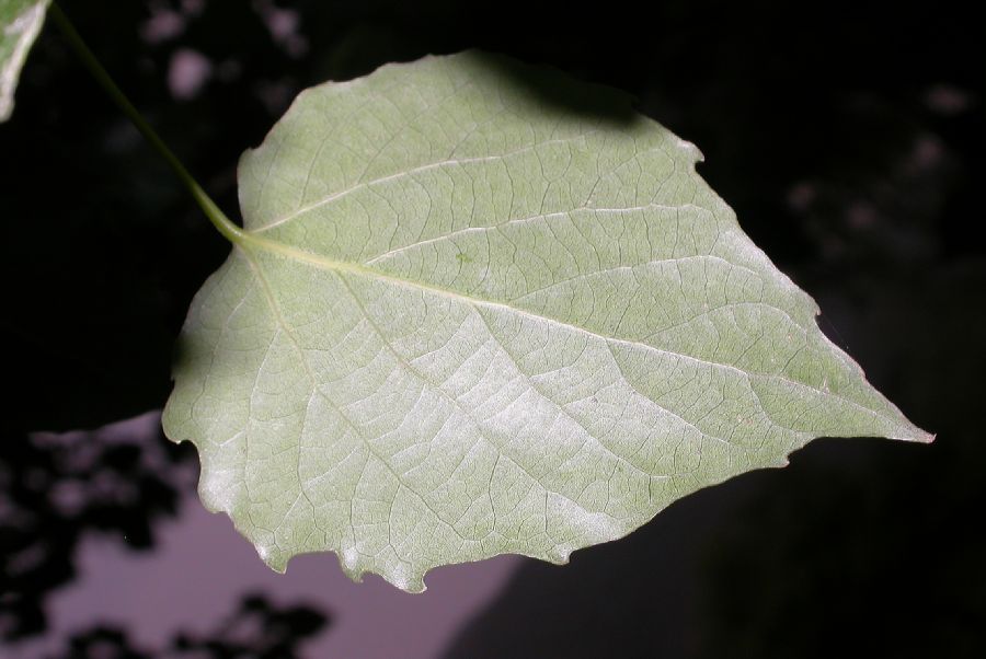 Salicaceae Populus tomentosa