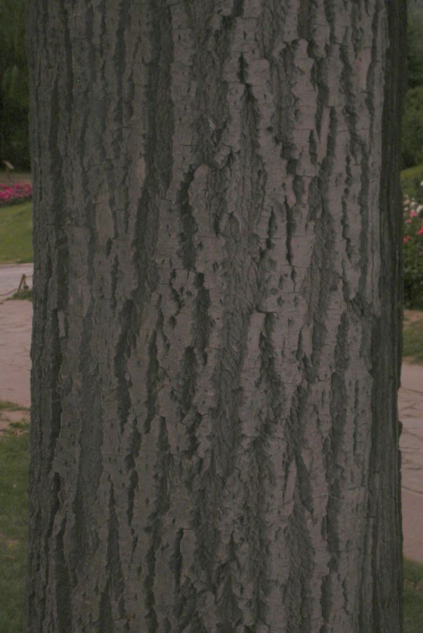 Salicaceae Populus tomentosa