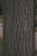 image of Populus tomentosa