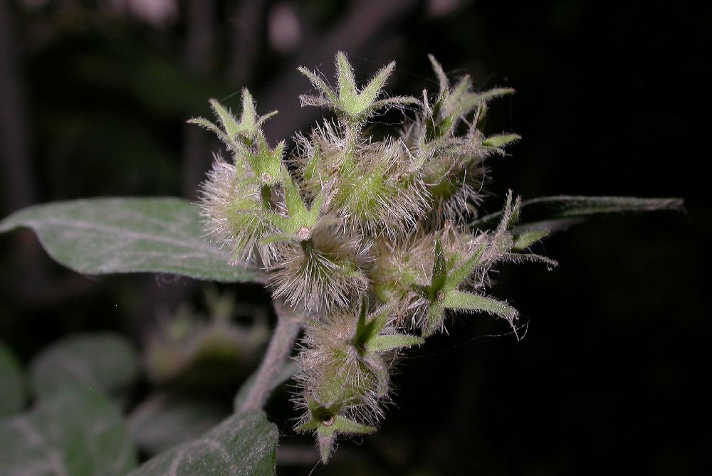 Linnaeaceae Kolkwitzia amabilis