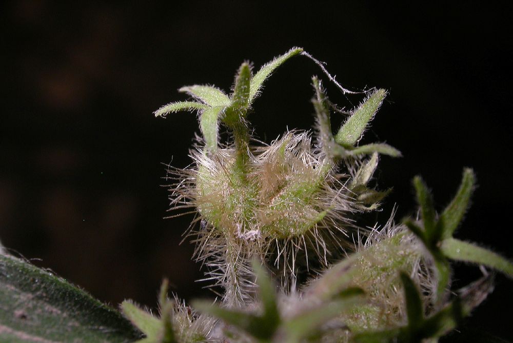 Linnaeaceae Kolkwitzia amabilis