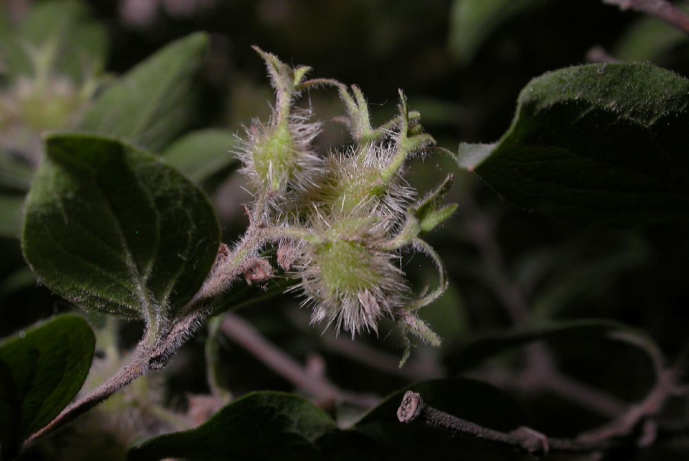 Linnaeaceae Kolkwitzia amabilis