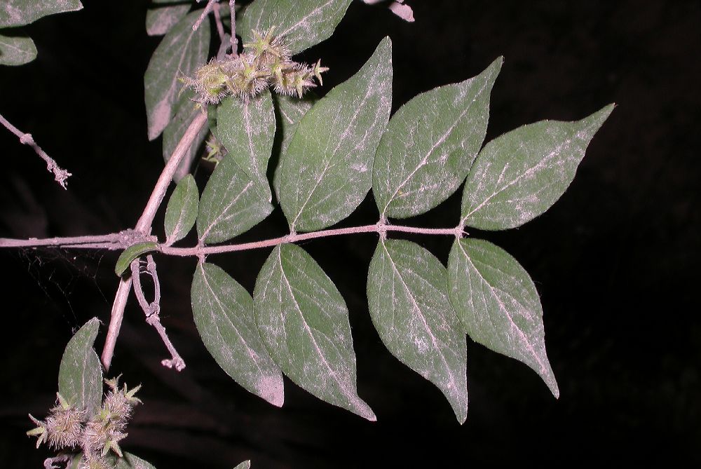 Linnaeaceae Kolkwitzia amabilis