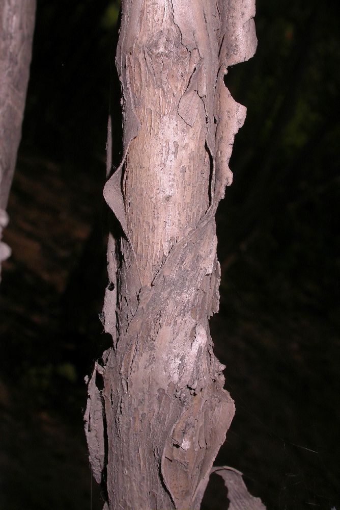 Linnaeaceae Kolkwitzia amabilis