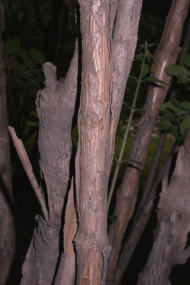 Linnaeaceae Kolkwitzia amabilis
