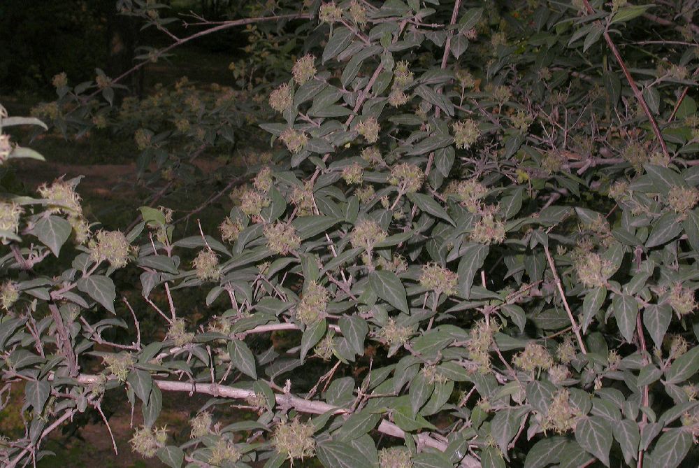 Linnaeaceae Kolkwitzia amabilis