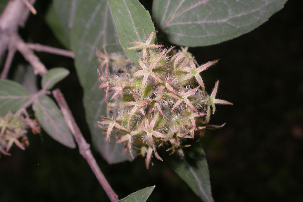 Linnaeaceae Kolkwitzia amabilis