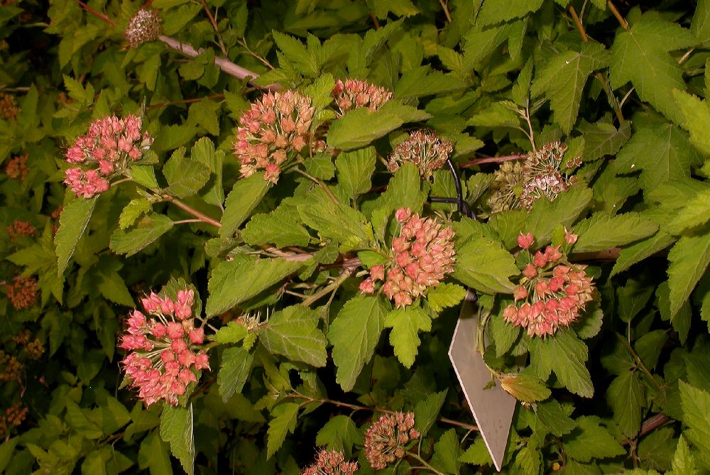 Rosaceae Physocarpus amurensis