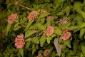 image of Physocarpus amurensis