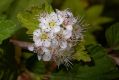 image of Physocarpus amurensis