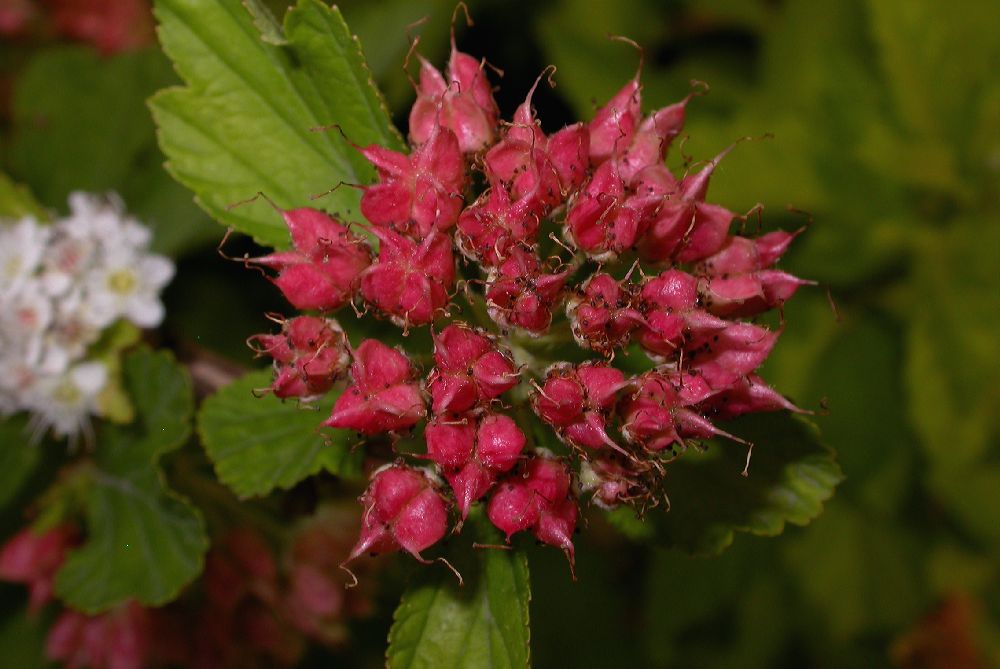 Rosaceae Physocarpus amurensis