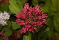 image of Physocarpus amurensis