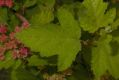 image of Physocarpus amurensis