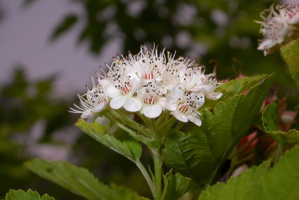 Rosaceae Physocarpus amurensis