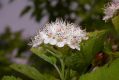 image of Physocarpus amurensis