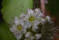 image of Physocarpus amurensis