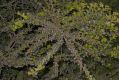 image of Cotoneaster horizontalis