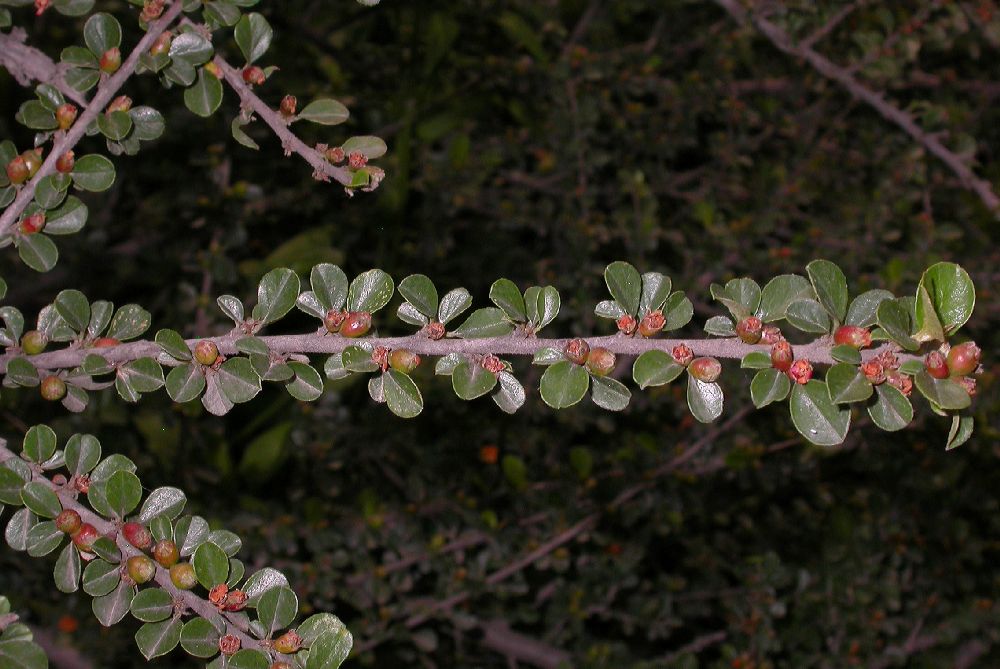 Rosaceae Cotoneaster horizontalis