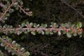 image of Cotoneaster horizontalis