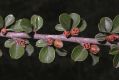 image of Cotoneaster horizontalis