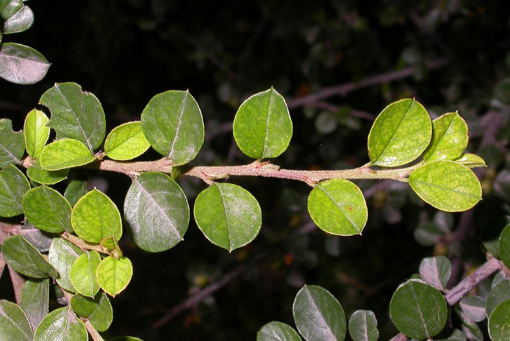 Rosaceae Cotoneaster horizontalis