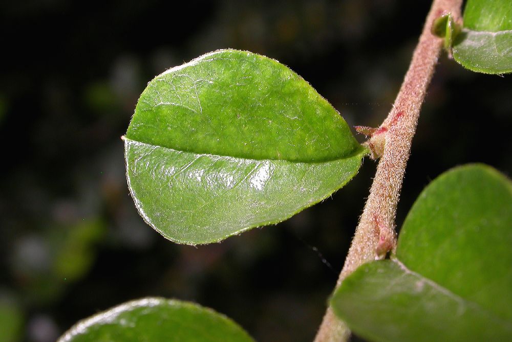 Rosaceae Cotoneaster horizontalis