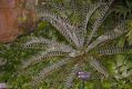 image of Encephalartos horridus