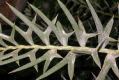 image of Encephalartos horridus