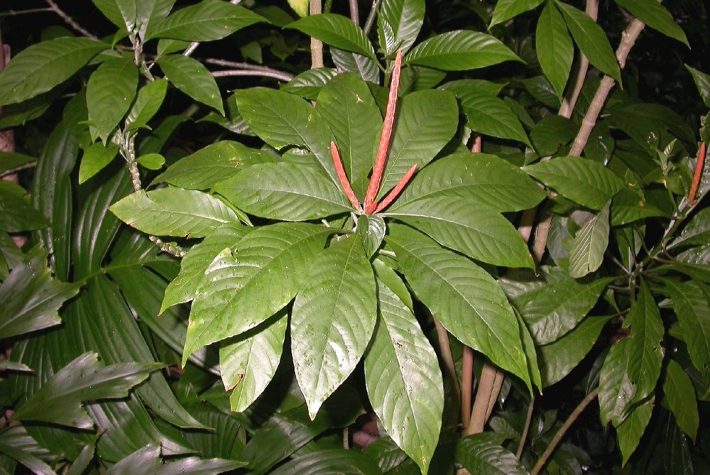 Acanthaceae Aphelandra leonardii