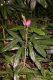 image of Pavonia multiflora