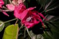 image of Pavonia multiflora