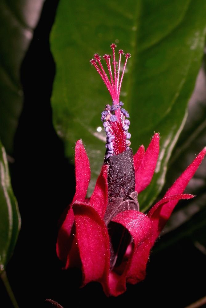 Malvaceae Pavonia multiflora