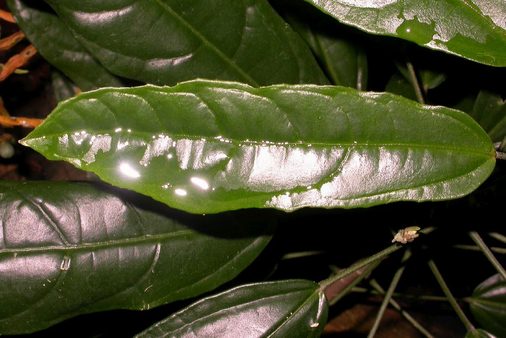 Malvaceae Pavonia multiflora